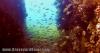 Indra Wreck