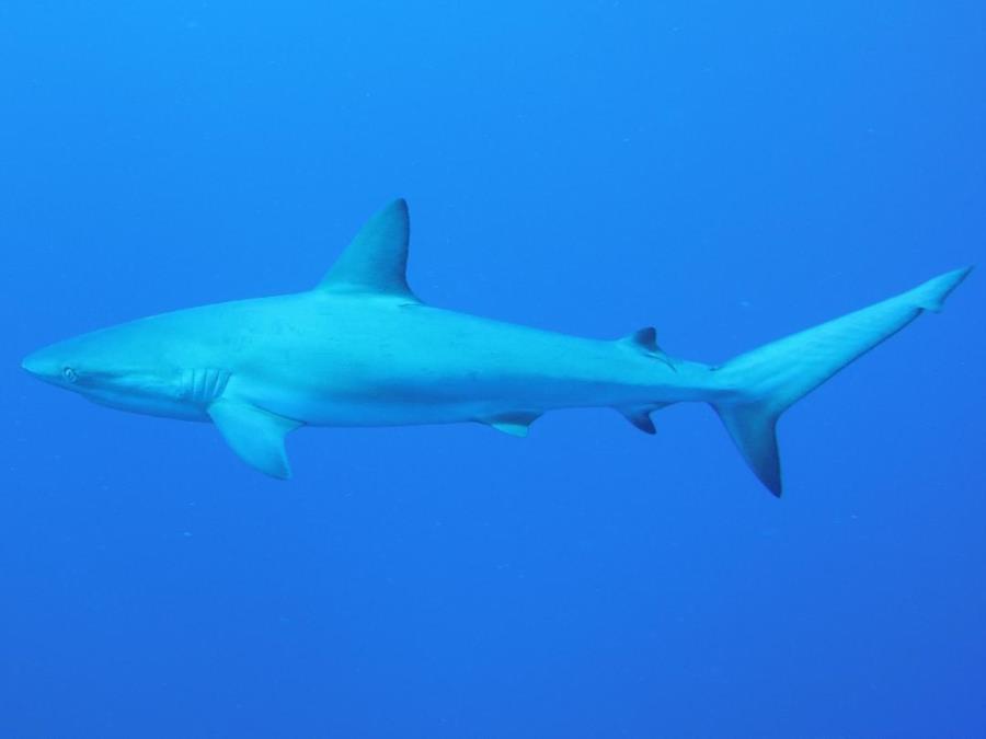 Reef shark