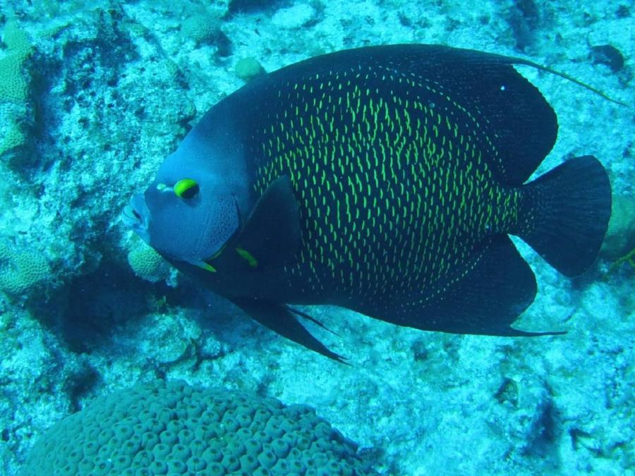 Angel fish