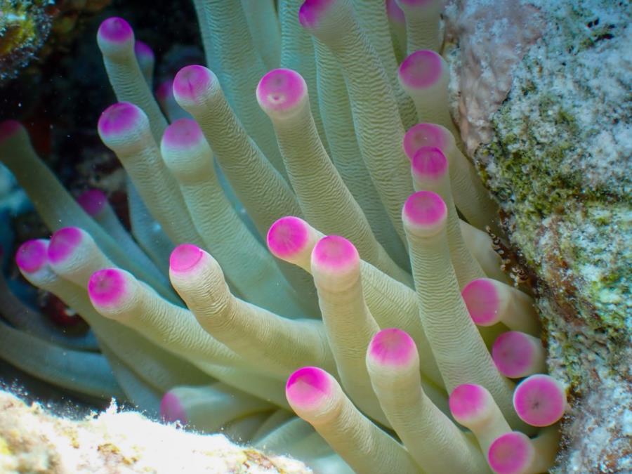 Anemone 1