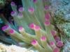 Anemone 1