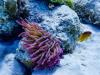 Anemone 2