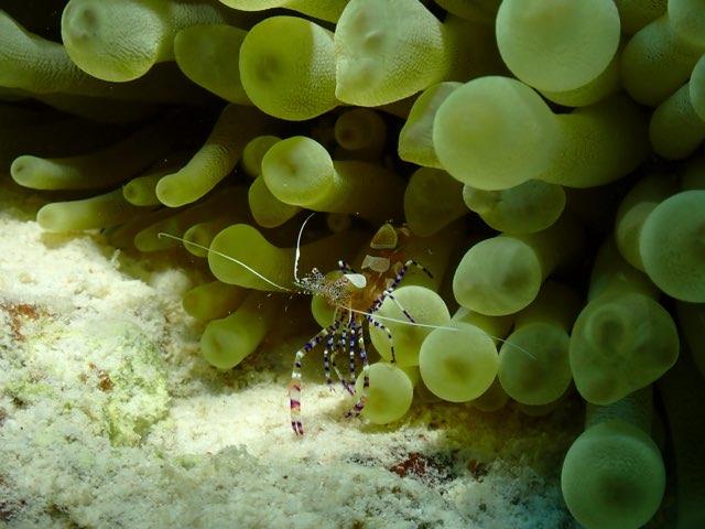 Anemone & Shrimp