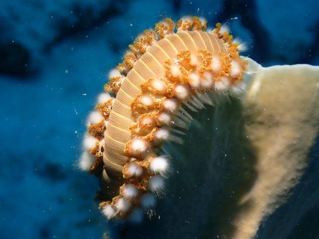 Fire Worm