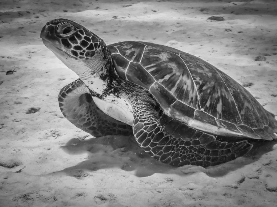 Tortuga