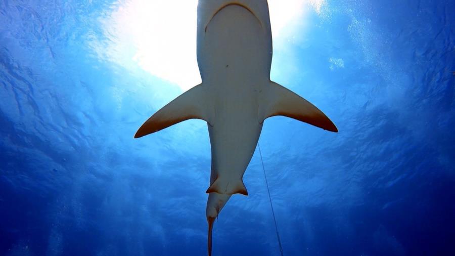 Shark 1