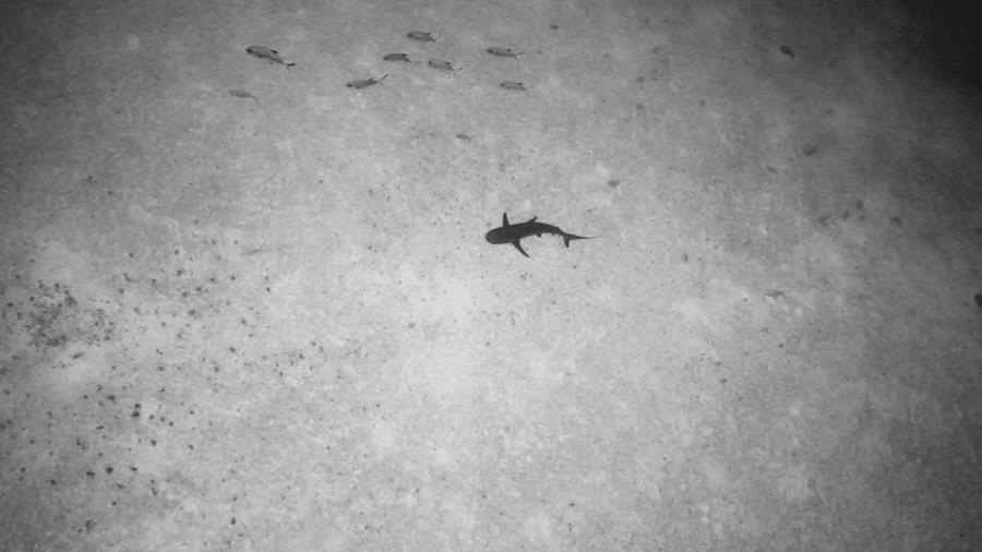 Shark 2