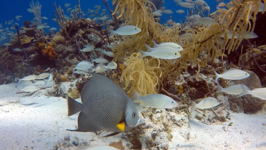 Gray Angelfish