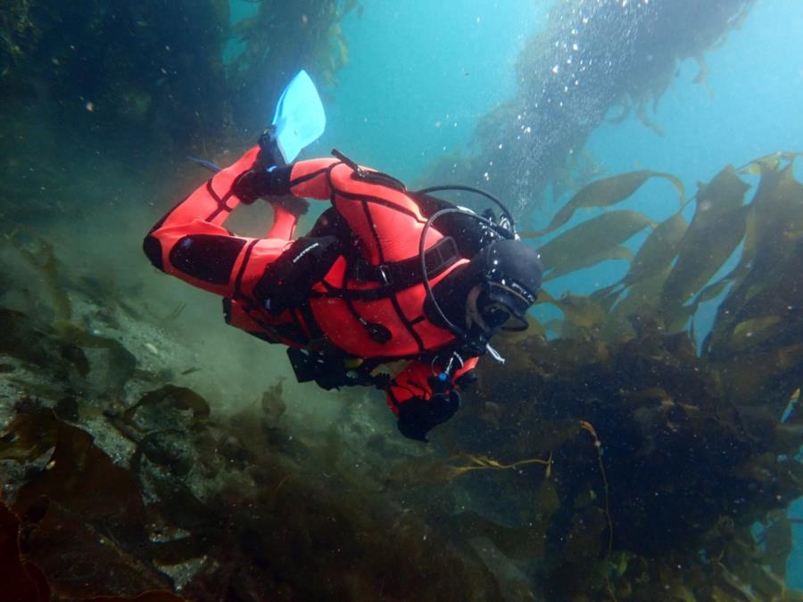 Kelp 2