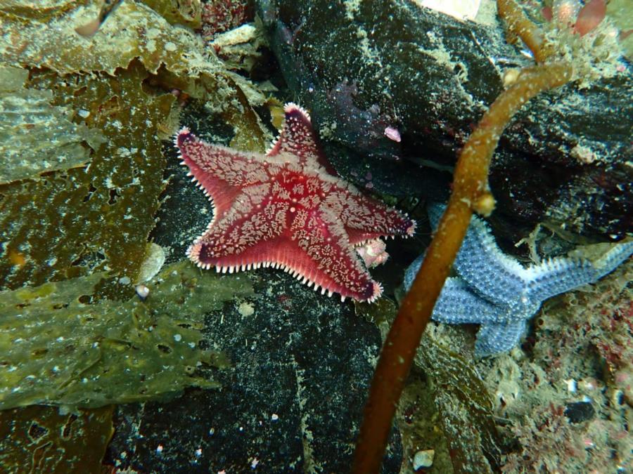 Starfish