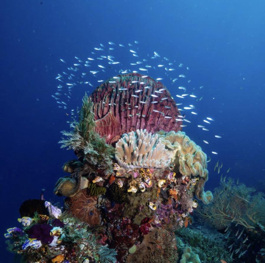 Coral