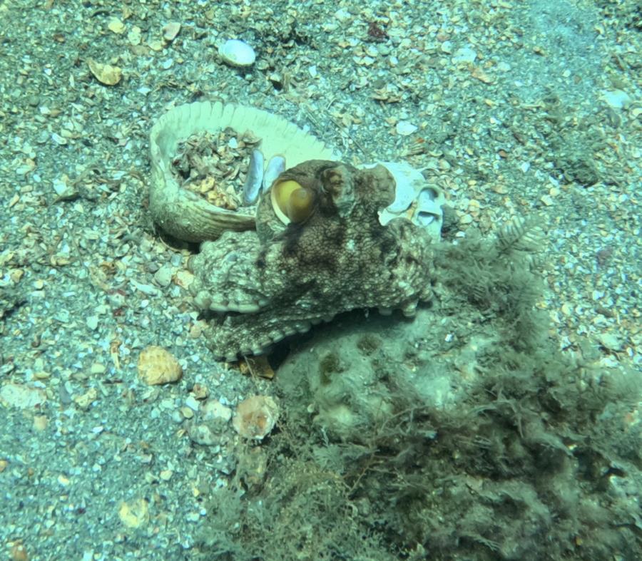 Octopus