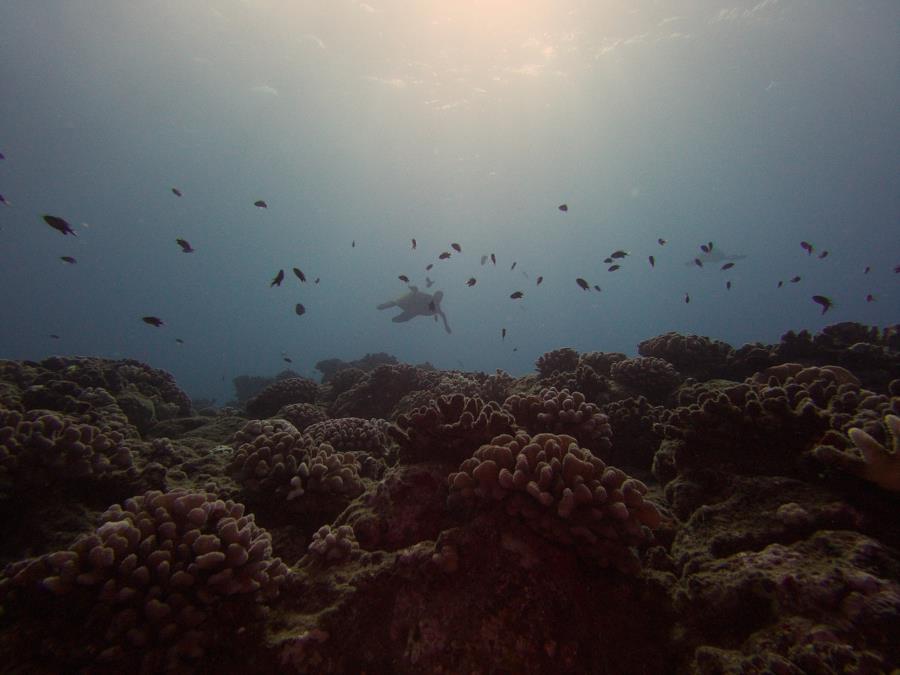 Turtles in the Sun
