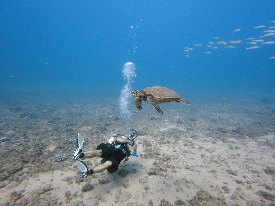 Hanging with a Sea Turtle