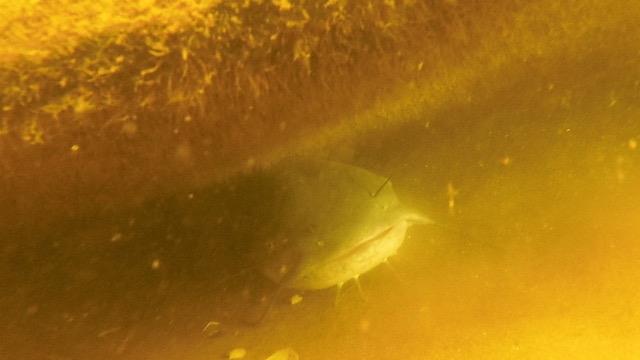 catfish