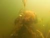 halloween dive with wateree
