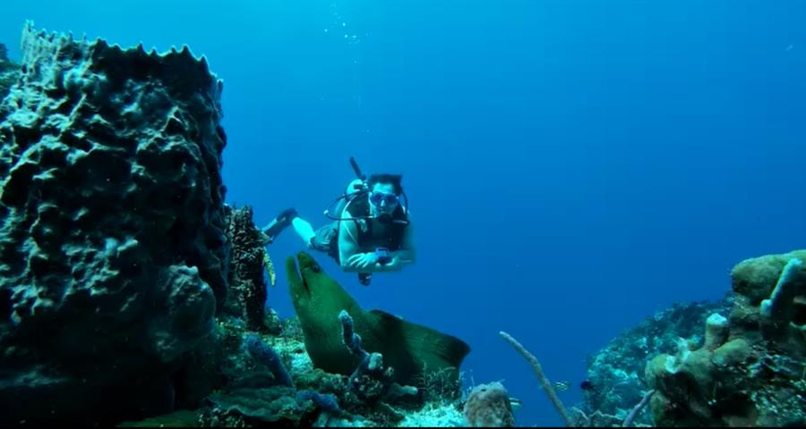 Green moray eel in Cozumel (and me)