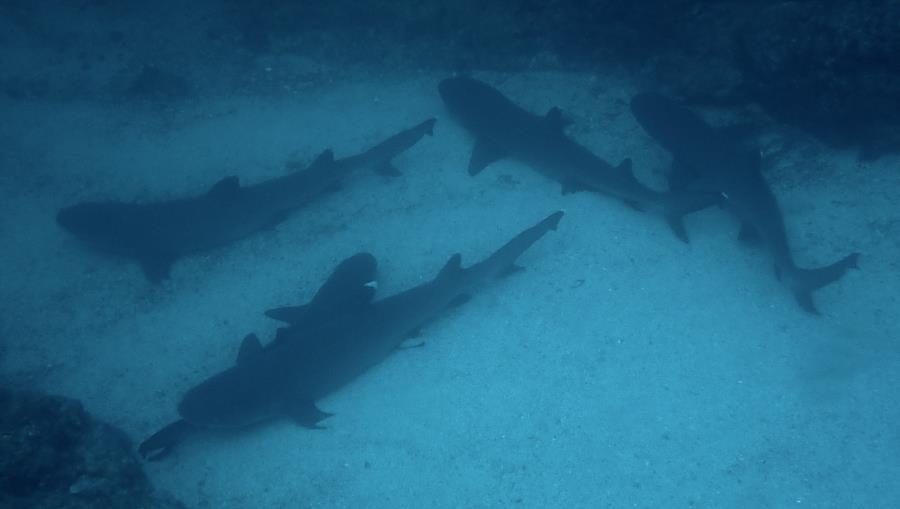 White Tipped Reef Sharks