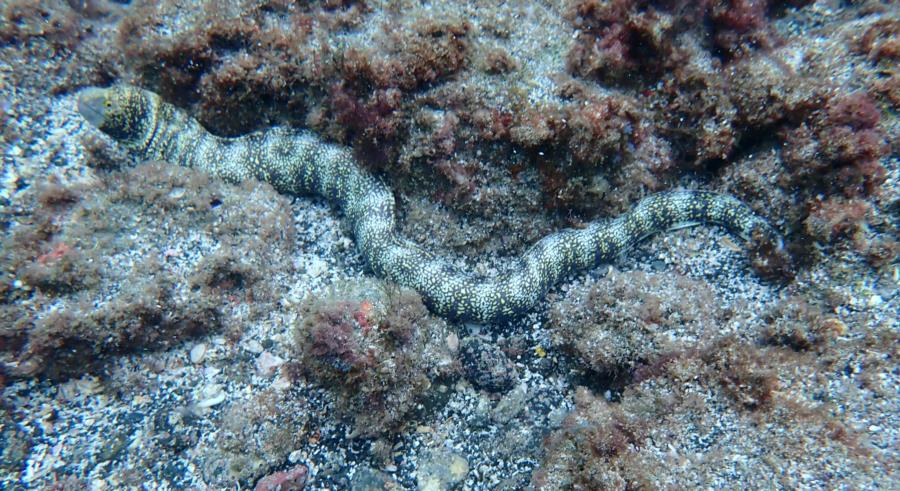 Eel