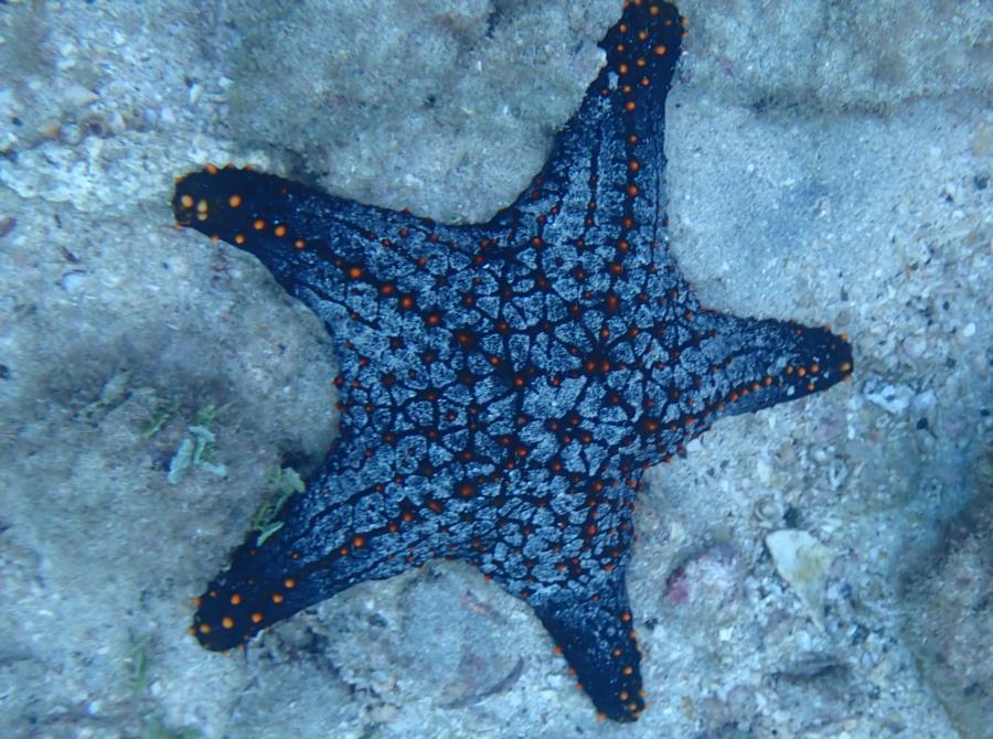 Seastar