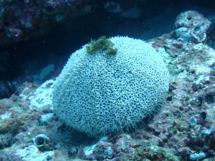 Coral