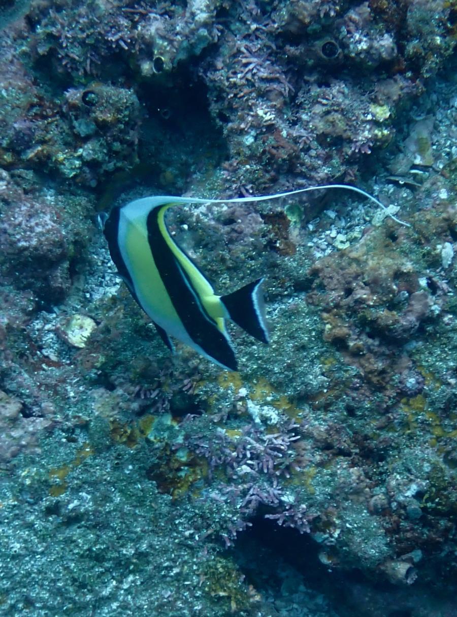 Moorish Idol