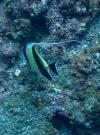Moorish Idol