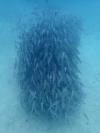 Fish Cube