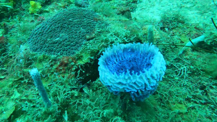 Roatan