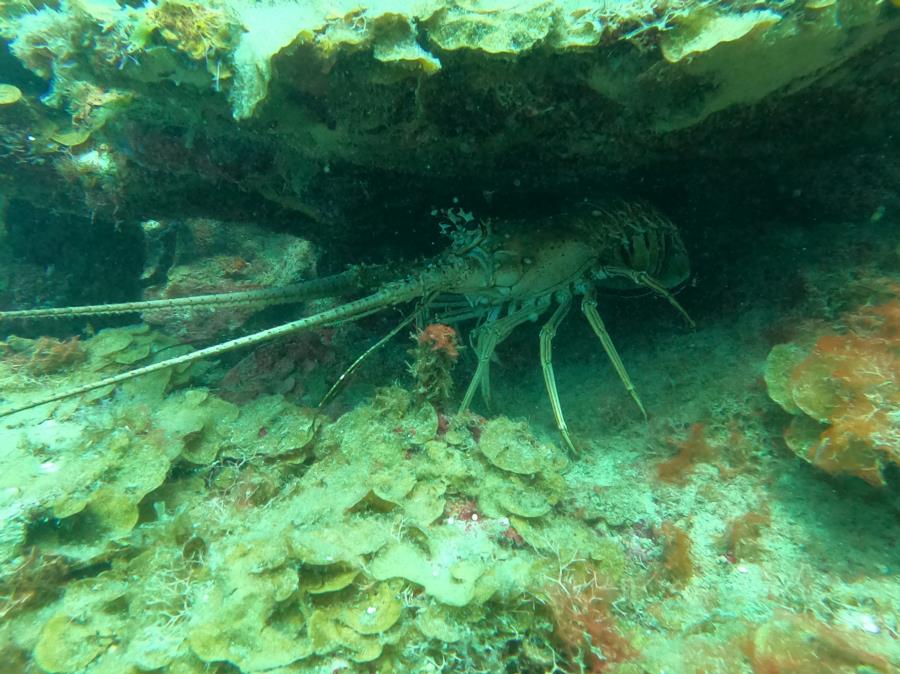 Roatan 2