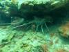 Roatan 2