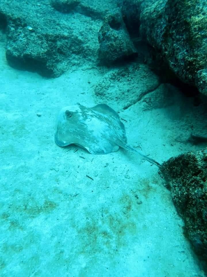 Stingray Galapagos