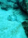 Stingray Galapagos