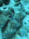 Sea Star