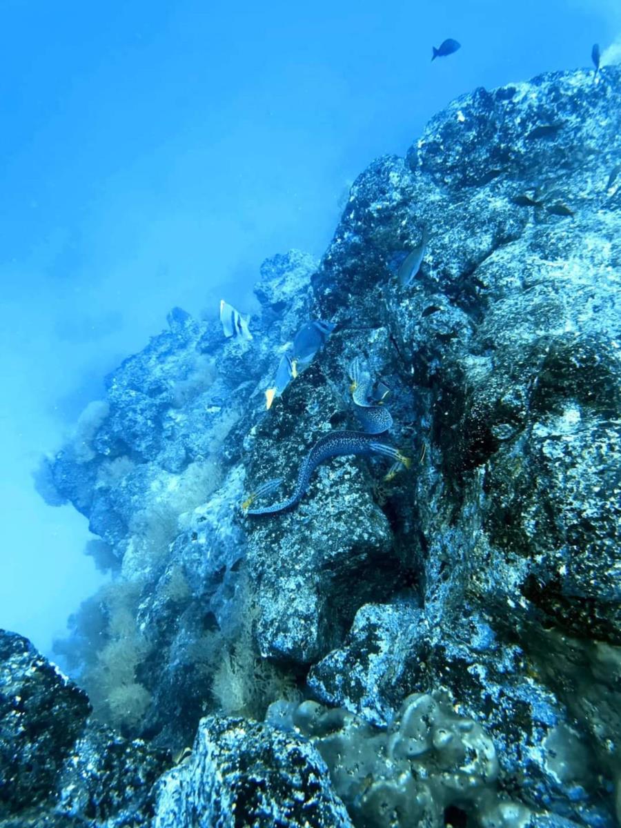 Morey Eel and reef fish