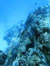 Morey Eel and reef fish