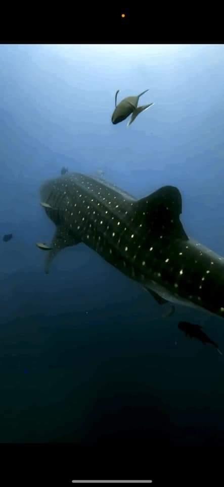 Whale Shark