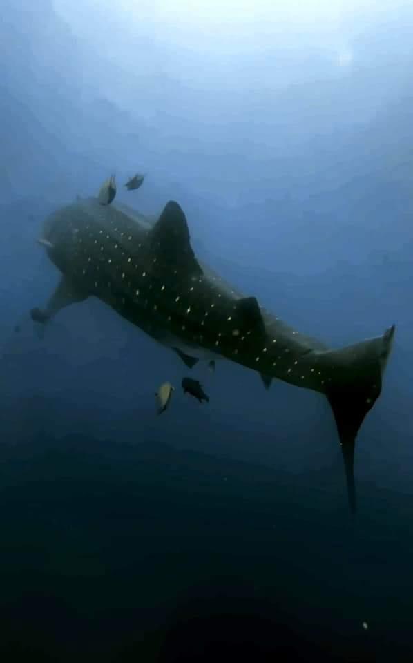 Whale shark