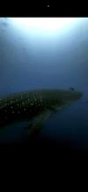 Whale Shark up close