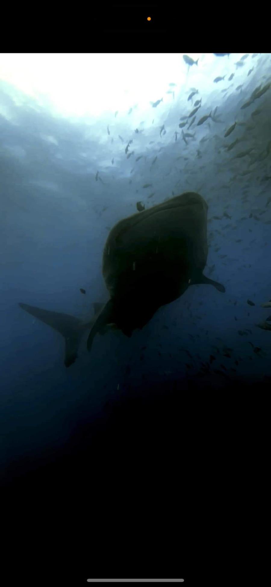 Whale Shark from below