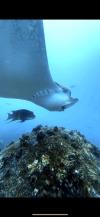 Eagle Ray