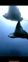 Eagle Ray