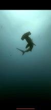 Two Eagle Rays