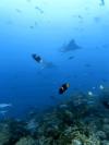 Eagle Rays & Fish