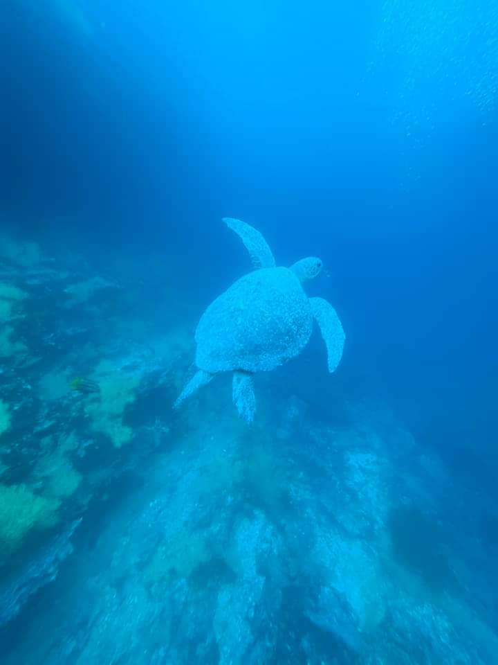 Turtle
