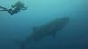 Whale Shark & Diver