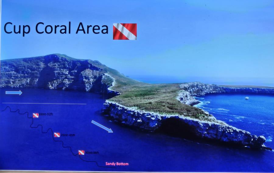 Cup Coral Area
