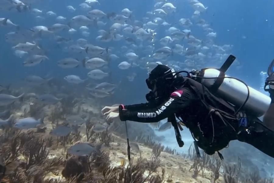 Diving Playa del Carmen