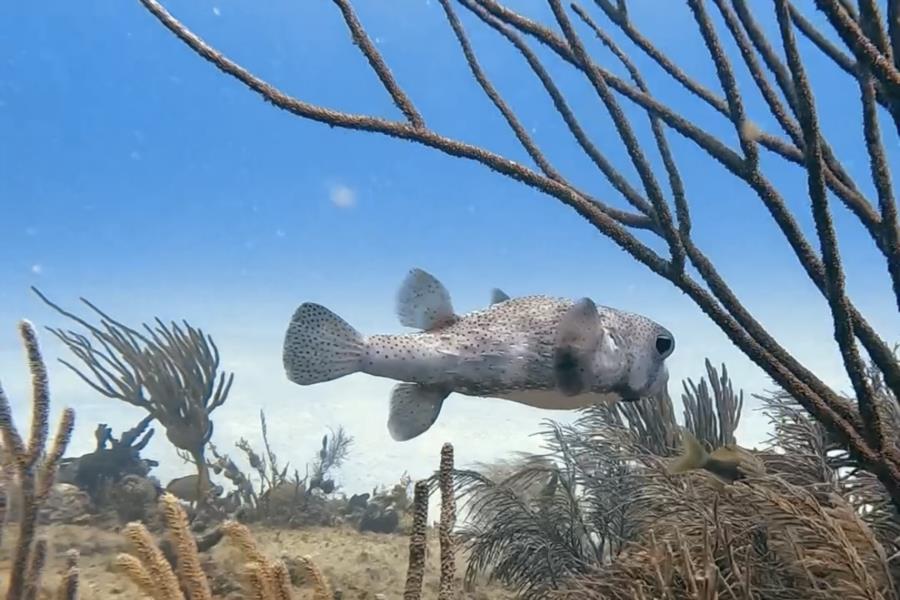 Diving Playa del Carmen
