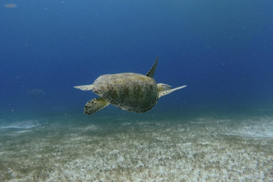 Diving Playa del Carmen